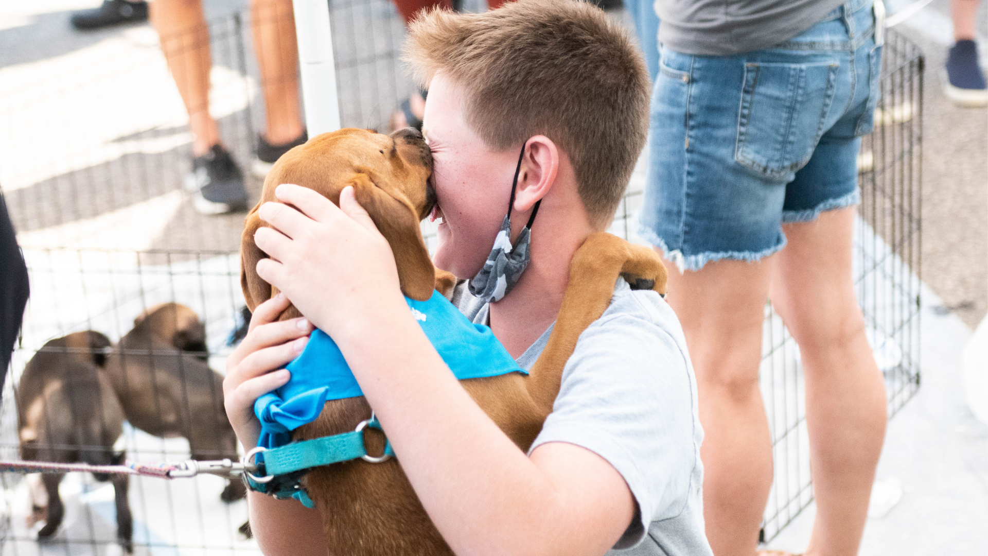 Dog Adoption W Safe Hands Rescue Wayzata Stalk Spade